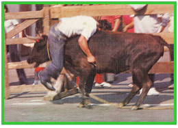 -  PAYS BASQUE- Course De Vaches à HASPAREN.(recto Verso ) - Hasparren