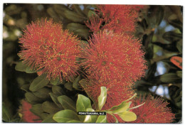 Pohutukawa - New Zealand - Metrosideros Excelsa - Nouvelle-Zélande