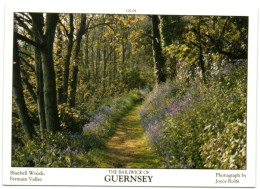 The Bailiwick Of Guernsey - Bluebell Woods - Fermain Valley - Guernsey