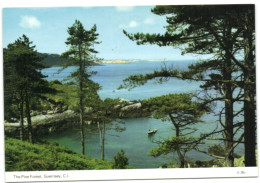 Guernsey - The Pine Forest - Guernsey