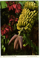 Bananas And Poinsettia - Canary Islands - Altri & Non Classificati