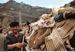 TRANSHUMANCE EN ARAGON  (Cliché Melle Galin) Le Transport Des Agneaux à Dos De Mule - Breeding