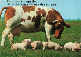 PHOTOGRAPHIE - Vacances Tranquilles - Vache - Cochons - Colorisé - Carte Postale - Photographie