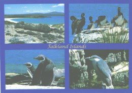 Falkland Islands:Yorke Bay, Magellanic Penguins, Cormorants, Night Heron - Falkland Islands