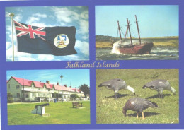 Falkland Islands:Falkland Flag, Lady Elizabeth, Uplane Goose Hotel, Upland Geese - Falkland Islands