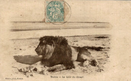 CPA Biskra Le Lion Du Désert - Lions