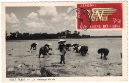 Viet-Nam - Saïgon - Le Repiquage Du Riz - Poste Aérienne - Carte Postale Pour Marseille (France) - Viêt-Nam