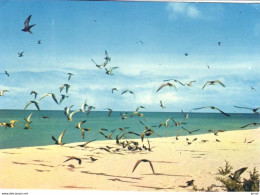 POSTAL    SEYCHELLES ISLANDS  -AFRICA  -SABLE BLANC-CIEL BELU -EAU TURQUISE-L'ISLE AUX OISEAUX - Seychelles