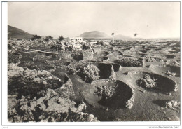 POSTAL   LANZAROTE  -ISLAS CANARIAS - FRUTALES Y VIÑAS EN LA GERIA EL RINCÓN  ( S.II   Nº 3022) - Lanzarote