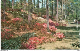 POSTAL    GEORGIA  -EE.UU. -GREETINGS FROM ATLANTA -AZALEAS - Atlanta