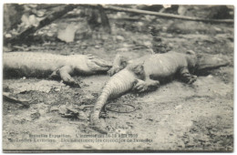 Bruxelles Exposition - L'Incendie Du 14-15 Août 1910 -  Bruxelles-Kermesse - Deux Victimes Les Crocodiles De Pernelet - Expositions Universelles