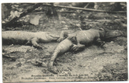 Bruxelles Exposition - L'Incendie Du 14-15 Août 1910 -  Bruxelles Kermesse - Deux Victimes Les Crocodiles De Pernelet - Expositions Universelles