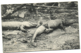 Bruxelles Exposition - L'Incendie Du 14-15 Août 1910 -  Bruxelles Kermesse - Deux Victimes Les Crocodiles De Pernelet - Wereldtentoonstellingen