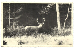 Environs De Martelange - Cerf à L'orée D'un Bois - Martelange