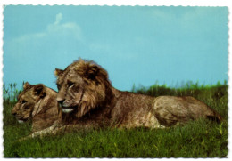 African Wildlife - Lions - Lions