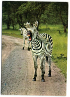 Nairobi - Zebra - Livingstone Park - Zambia