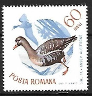 Rumania - MNH ** 1965 :   Greater White-fronted Goose  -  Anser Albifrons - Gänsevögel