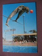 CPA CPSM 06  ANTIBES MARINELAND Dauphin Saut Groupé De Dauphins - Delfines