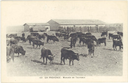 TB Folklore – En Provence – 157 Manade De Taureaux - Provence-Alpes-Côte D'Azur