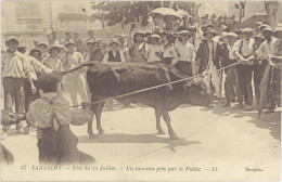 TB 13 – Tarascon – Fête Du 14 Juillet – Un Taureau Pris Par … - Tarascon