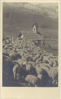 TB Photo Col Du Lautaret 1963, Troupeau De Moutons, Berger - Orte