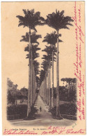 Brésil - Rio De Janeiro - Jardim Botanico - Carte Postale Pour Rouïba (Algérie) - 1er Février 1905 - Storia Postale