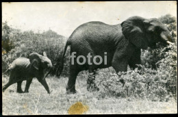 5 POSTACARDS SET REAL PHOTO POSTCARD LION  WILD LIFE ELEPAHANT AFRIQUE AFRICA CARTE POSTALE STAMP TIMBRE - Mozambique