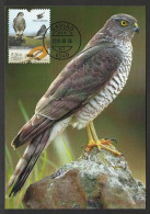 Portugal Épervier D'Europe Accipiter Nisus Faucon Carte Maximum Fauconnerie 2013 Eurasian Sparrowhawk Maxicard Falconry - Aigles & Rapaces Diurnes
