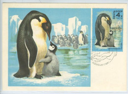 Pingouin Russie URSS Carte Maximum 1978 Russia USSR Penguin Maxicard - Pingouins & Manchots