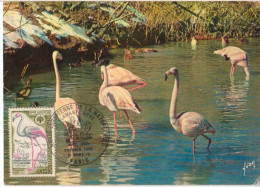 Flamant Oiseau Carte Maximum 1970 France Flamingo Bird Maxicard - Flamencos