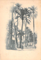 ALGERIE - Paysage De Palmiers Algériens - De Houdeng A Alger - Precurseur 1900 - Carte Postale Ancienne - - Autres & Non Classés