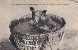 Mi Mir Ours D' Anticosti Chasse à Courre Vénerie Villers Cotterets Brown Baby Bear Bathing Bathtub - Ours