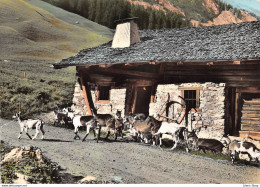 ANIMAUX DES ALPES Petites Chèvres Des Montagnes Partant En Alpages - Allevamenti