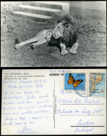 REAL PHOTO POSTCARD LION GORONGOSA BEIRA MOÇAMBIQUE AFRICA CARTE POSTALE STAMP TIMBRE - Mozambique