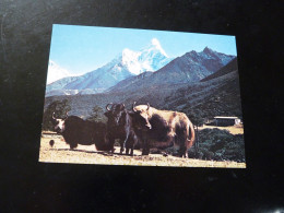 AMADABLAM AND YAK - Nepal