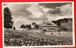 ZXE-24 Vue-des-Alpes Val-de-Ruz  Hotel. Avec Le Tampon De L'hôtel.  Carte-photo Guibelin. NC - Autres & Non Classés