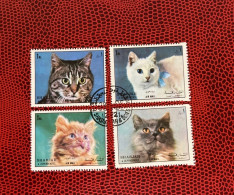 SHARJAH 1972 4v Mi 1288 / 1291 Gato Cat Pet Katze Gatto - Chats Domestiques