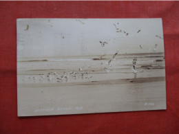 RPPC   Female Deeding Birds On  Daytona  Beach- Florida > Daytona   Ref 6230 - Daytona