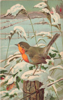 ANIMAUX & FAUNE - Oiseaux - Rouge-gorge - Colorisé - Carte Postale Ancienne - Vögel