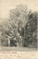 TRINIDAD - TRAVELLER'S PALM- ED. MUIR - 1908 - Trinidad