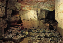 Champignon * Cave à Champignons Dans Anciennes Carrières De Tuffeau * Champignonnières Mushroom Culture Anjou - Funghi