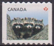 Faune - Jeunes Animaux - CANADA - Ratons Laveurs - N° 2663 - 2012 - Used Stamps