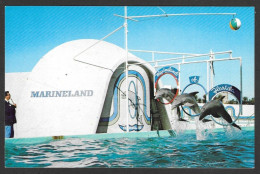 Animaux & Faune - Marineland Florida Famous Jumping Porpoises - Uncirculated  Non Circulée - By Bruce Miley - Dauphins