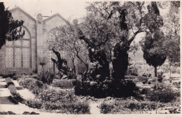 Bel Arbre Dans Un Beau Jardin  Carte Photo - Arbres