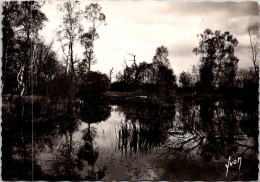 26-10-2023 (5 U 25) France - B/w - Forêt De Fontainebleu - Arbres