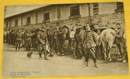 MILITARIA -  Camp D'Elsenborn -  Pansage - Paardenreinigen   -  1922 - Elsenborn (Kamp)