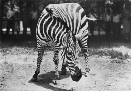 ZEBRE - Zebra's