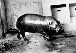 HIPPOPOTAME NAIN DU LIBERIA - Hipopótamos