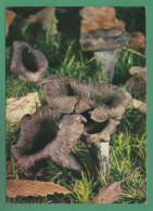 Craterelles Trompettes Des Morts  ( Champignons, Funghi, Mushrooms, Pilze, Hongos, Grzyby ) - Mushrooms