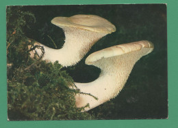 Hydne Sinué Pied De Mouton ( Champignons, Funghi, Mushrooms, Pilze, Hongos, Grzyby ) - Champignons
